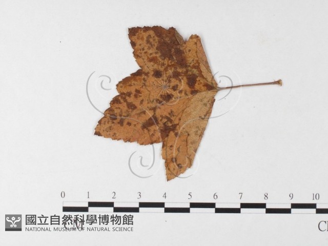 登錄號:F0026270藏品圖，第4張