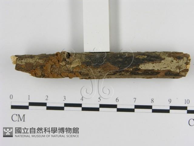 刺革菌屬藏品圖，第4張