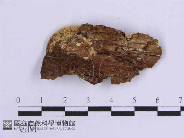 登錄號:F0017870藏品圖，第4張