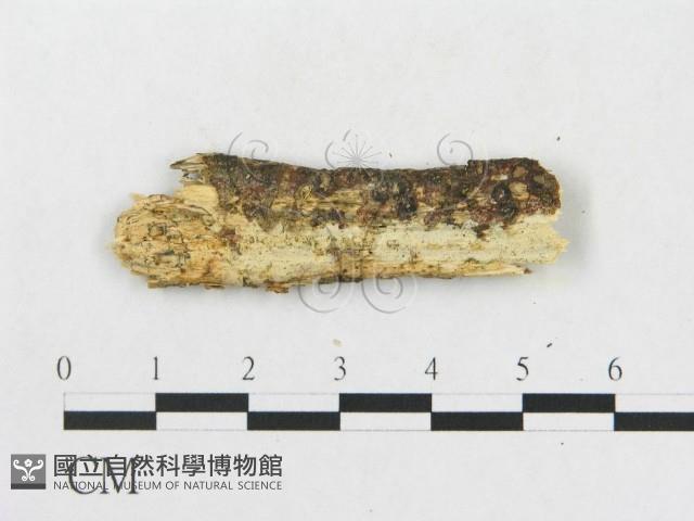 登錄號:F0008970藏品圖，第4張