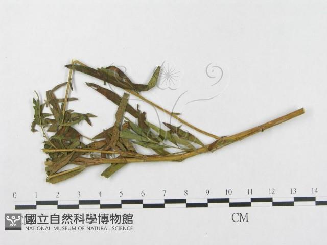登錄號:F0018970藏品圖，第4張