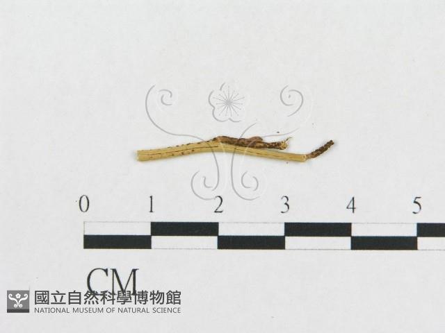 登錄號:F0011970藏品圖，第4張