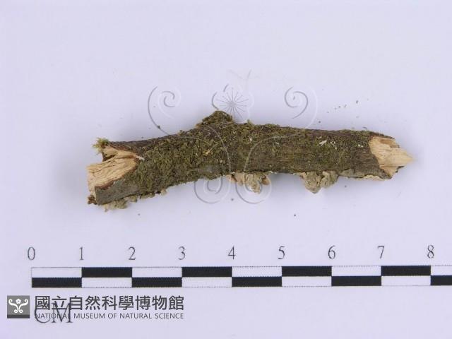 登錄號:F0002970藏品圖，第4張