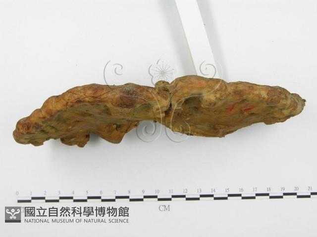 靈芝屬藏品圖，第4張