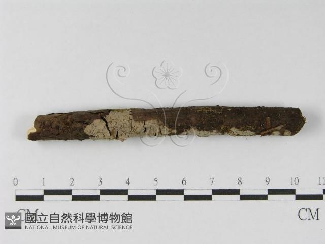 登錄號:F0010470藏品圖，第4張
