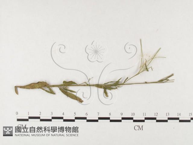 登錄號:F0026470藏品圖，第4張