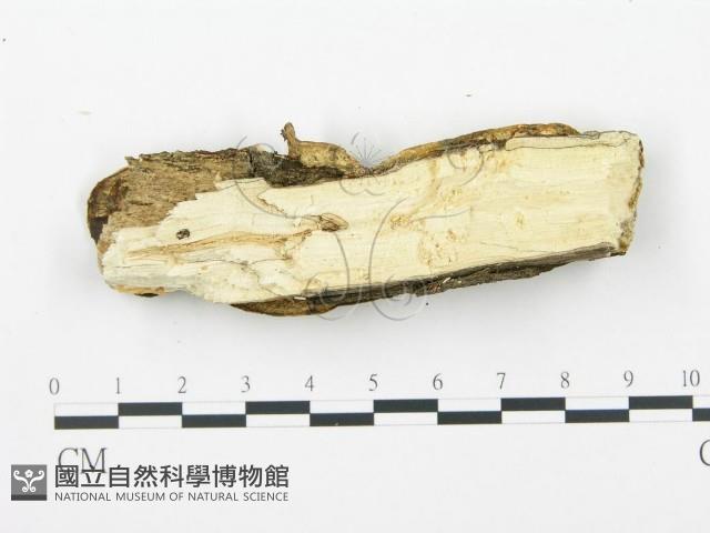 Accession Number:F0002470 Collection Image, Figure 4, Total 5 Figures