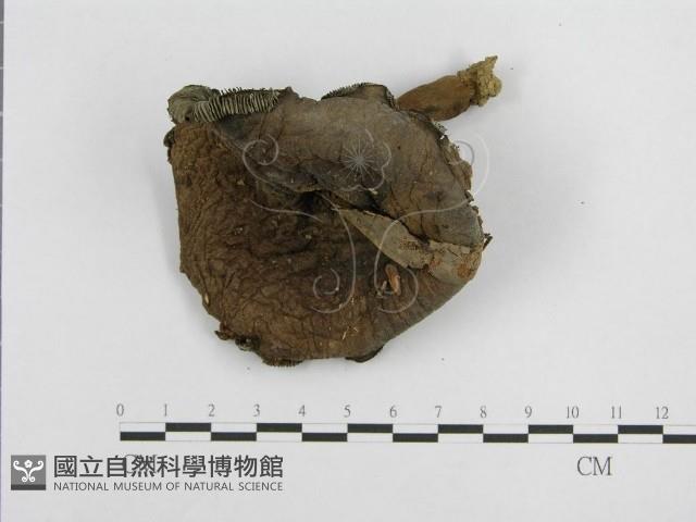 Accession Number:F0003470 Collection Image, Figure 4, Total 4 Figures