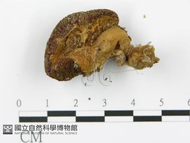 登錄號:F0012570藏品圖，第4張