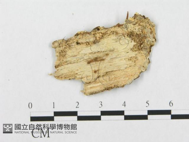 登錄號:F0017570藏品圖，第4張