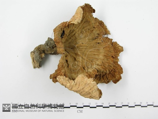 優雅波邊革菌藏品圖，第4張