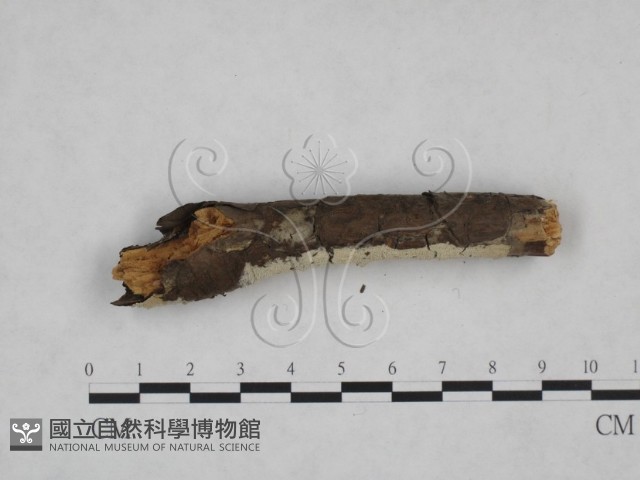登錄號:F0025170藏品圖，第4張