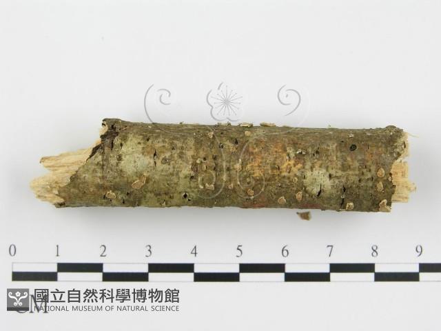 登錄號:F0003170藏品圖，第4張