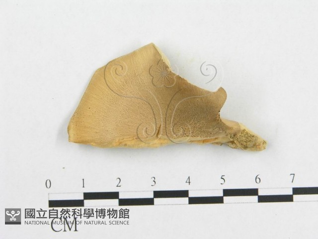 登錄號:F0016070藏品圖，第4張