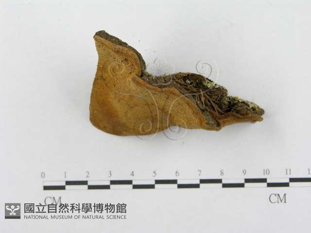 登錄號:F0014070藏品圖，第4張