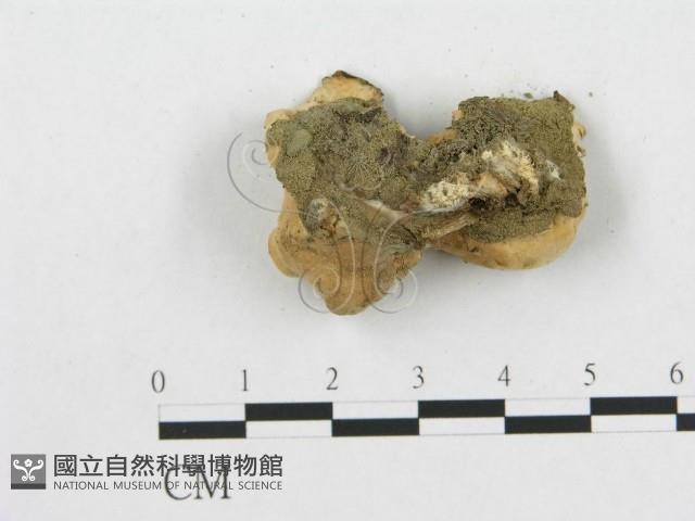 多孔菌屬藏品圖，第4張
