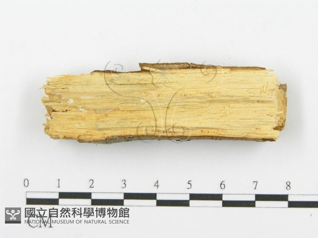登錄號:F0005070藏品圖，第4張