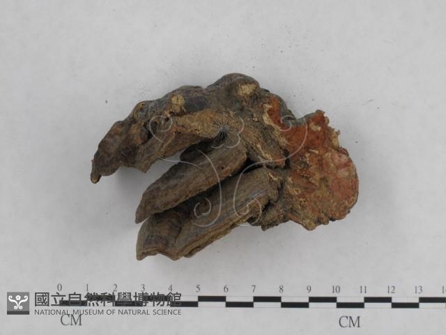登錄號:F0016370藏品圖，第4張