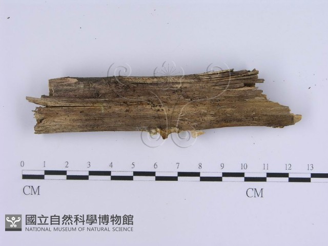 登錄號:F0008266藏品圖，第4張