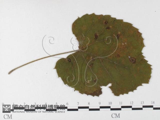 登錄號:F0026266藏品圖，第4張