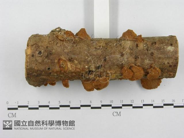 木層孔菌屬藏品圖，第4張