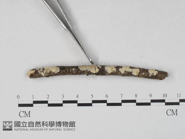 登錄號:F0004266藏品圖，第4張