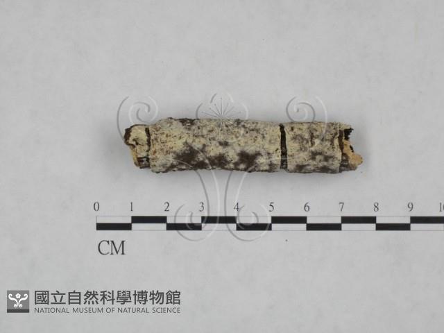 冇骨消絲齒菌藏品圖，第4張