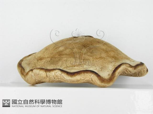 登錄號:F0015266藏品圖，第4張