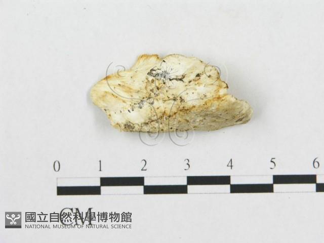 登錄號:F0017866藏品圖，第4張