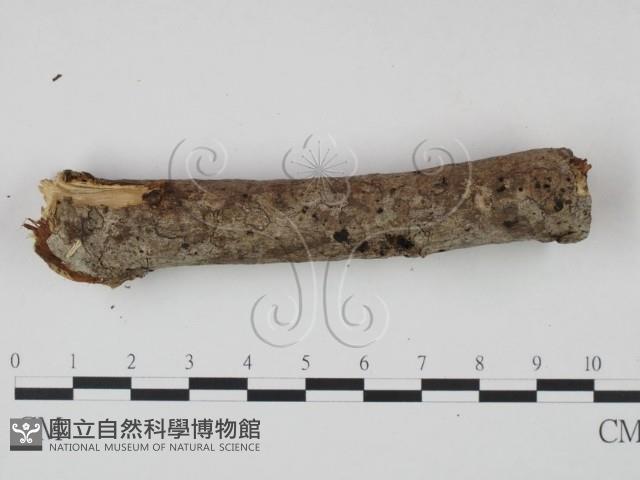 剛毛絲皮菌藏品圖，第4張