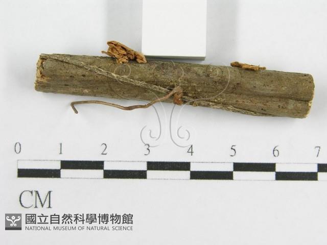 微皮傘屬藏品圖，第4張