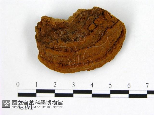 登錄號:F0002966藏品圖，第4張