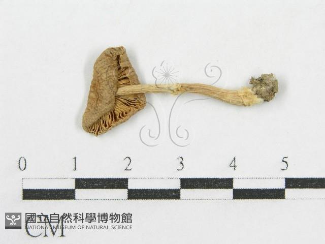 登錄號:F0015966藏品圖，第4張