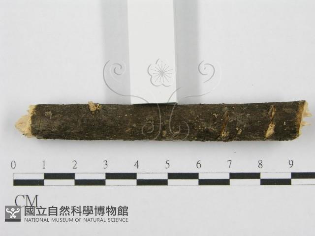 筍殼菌屬藏品圖，第4張