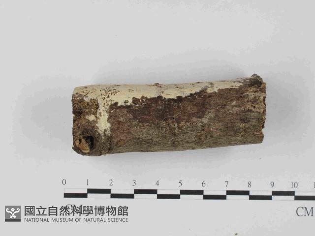 登錄號:F0023666藏品圖，第4張