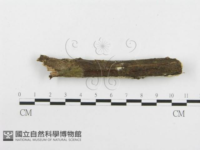 絲齒菌屬藏品圖，第4張