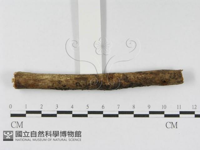 登錄號:F0010466藏品圖，第4張