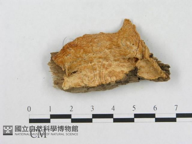 登錄號:F0017466藏品圖，第4張