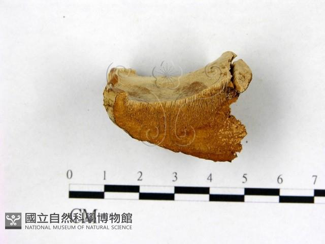 登錄號:F0006766藏品圖，第4張