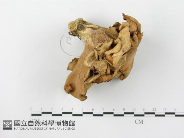 登錄號:F0014766藏品圖，第4張