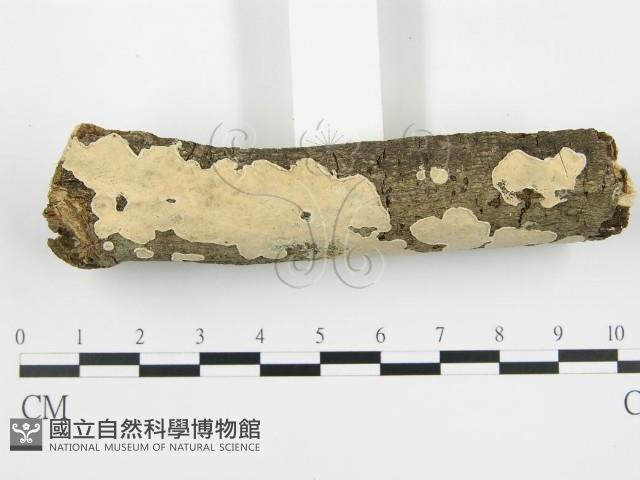 登錄號:F0002766藏品圖，第4張