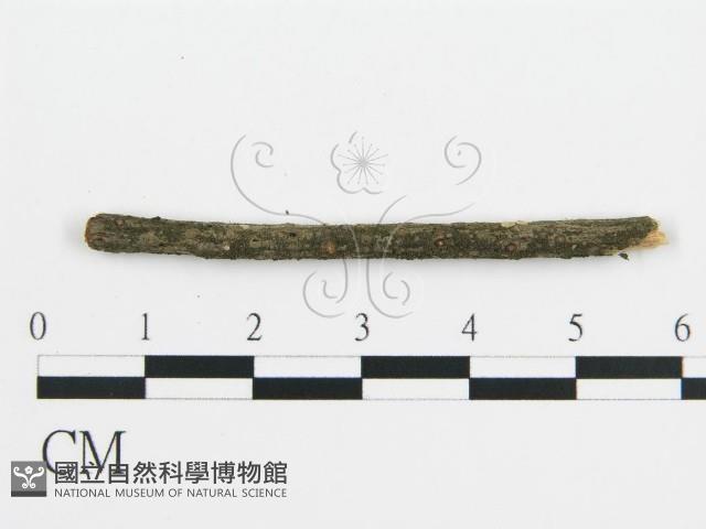 登錄號:F0017766藏品圖，第4張