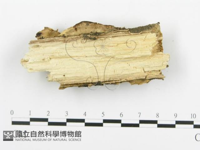 煙管菌藏品圖，第4張
