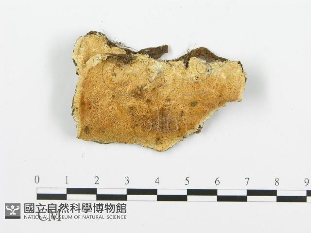 登錄號:F0019766藏品圖，第4張