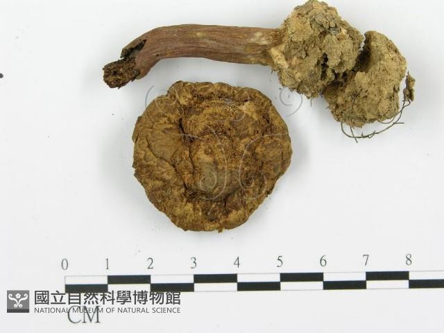 登錄號:F0008566藏品圖，第4張