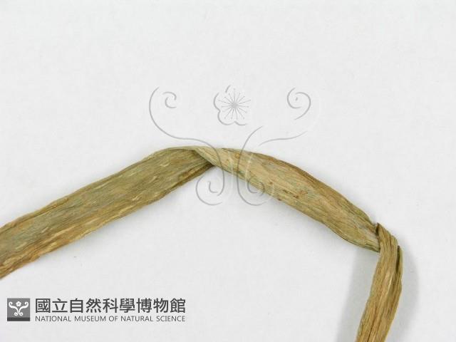 登錄號:F0004566藏品圖，第4張