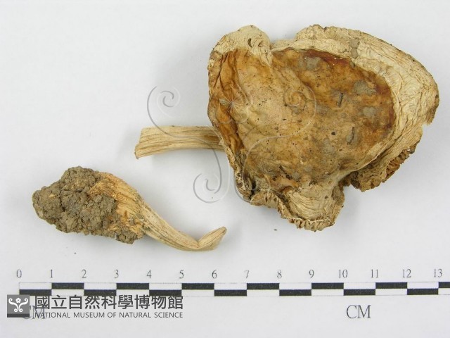 登錄號:F0014566藏品圖，第4張