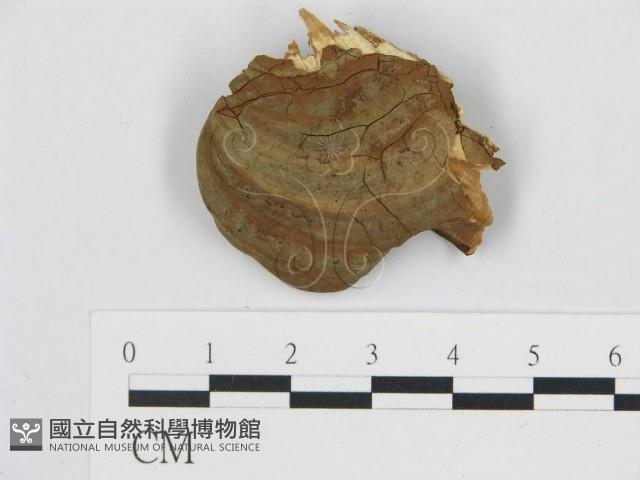 登錄號:F0017566藏品圖，第4張
