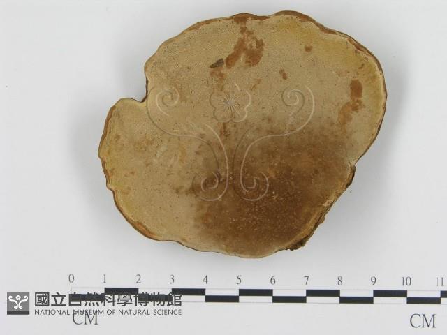 Accession Number:F0003566 Collection Image, Figure 4, Total 4 Figures