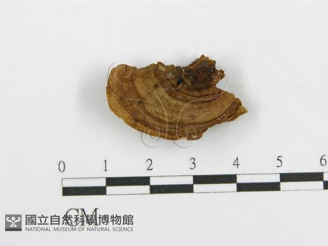 登錄號:F0004166藏品圖，第4張